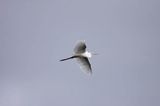 czapla biała, Casmerodius albus, Ardea alba, Egretta alba