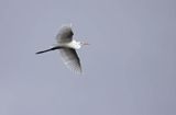 czapla biała, Casmerodius albus, Ardea alba, Egretta alba