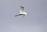 czapla biała, Casmerodius albus, Ardea alba, Egretta alba