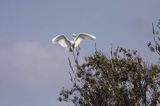 czapla biała, Casmerodius albus, Ardea alba, Egretta alba