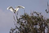 czapla biała, Casmerodius albus, Ardea alba, Egretta alba