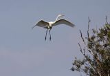 czapla biała, Casmerodius albus, Ardea alba, Egretta alba