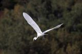 czapla biała, Casmerodius albus, Ardea alba, Egretta alba