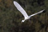 czapla biała, Casmerodius albus, Ardea alba, Egretta alba