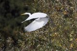 czapla biała, Casmerodius albus, Ardea alba, Egretta alba