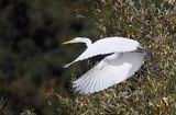 czapla biała, Casmerodius albus, Ardea alba, Egretta alba