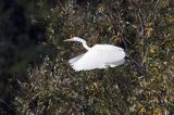 czapla biała, Casmerodius albus, Ardea alba, Egretta alba