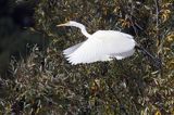 czapla biała, Casmerodius albus, Ardea alba, Egretta alba