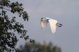 czapla biała, Casmerodius albus, Ardea alba, Egretta alba czapla biała,