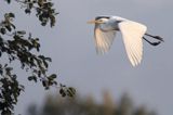 czapla biała, Casmerodius albus, Ardea alba, Egretta alba