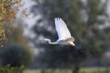 czapla biała, Casmerodius albus, Ardea alba, Egretta alba