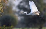 czapla biała, Casmerodius albus, Ardea alba, Egretta alba