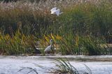 czapla biała, Casmerodius albus, Ardea alba, Egretta alba