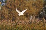 czapla biała, Casmerodius albus, Ardea alba, Egretta alba