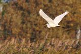 czapla biała, Casmerodius albus, Ardea alba, Egretta alba