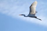 czapla biała, Casmerodius albus, Ardea alba, Egretta alba