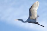 czapla biała, Casmerodius albus, Ardea alba, Egretta alba