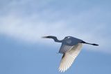 czapla biała, Casmerodius albus, Ardea alba, Egretta alba