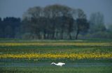 czapla biała Egretta alba) na Bagnach Biebrzańskich