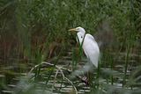 Czapla biała, Casmerodius albus, Ardea alba, Egretta alba