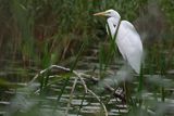 Czapla biała, Casmerodius albus, Ardea alba, Egretta alba