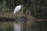 Czapla biała, Casmerodius albus, Ardea alba, Egretta alba