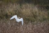 czapla biała, Casmerodius albus, Ardea alba, Egretta alba