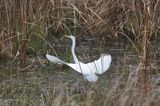 czapla biała, Casmerodius albus, Ardea alba, Egretta alba