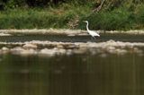 czapla biała, Casmerodius albus, Ardea alba, Egretta alba w rzece San, Bieszczady