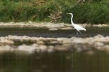 czapla biała, Casmerodius albus, Ardea alba, Egretta alba w rzece San, Bieszczady