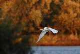 Czapla biała, Casmerodius albus, Ardea alba, Egretta alba