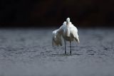 Czapla biała, Casmerodius albus, Ardea alba, Egretta alba