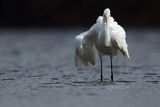 Czapla biała, Casmerodius albus, Ardea alba, Egretta alba