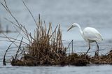 czapla biała, Casmerodius albus, Ardea alba, Egretta alba