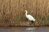 czapla biała, Casmerodius albus, Ardea alba, Egretta alba z rybą, okoniem