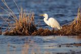 czapla biała, Casmerodius albus, Ardea alba, Egretta alba z rybą, okoniem