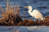 czapla biała, Casmerodius albus, Ardea alba, Egretta alba z rybą, okoniem