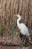 czapla biała, Casmerodius albus, Ardea alba, Egretta alba z rybą, okoniem