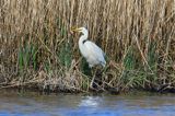 czapla biała, Casmerodius albus, Ardea alba, Egretta alba z rybą, okoniem