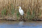 czapla biała, Casmerodius albus, Ardea alba, Egretta alba z rybą, okoniem