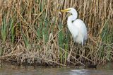 czapla biała, Casmerodius albus, Ardea alba, Egretta alba z rybą, okoniem