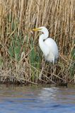 czapla biała, Casmerodius albus, Ardea alba, Egretta alba z rybą, okoniem