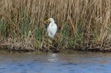 czapla biała, Casmerodius albus, Ardea alba, Egretta alba z rybą, okoniem