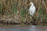 czapla biała, Casmerodius albus, Ardea alba, Egretta alba z rybą, okoniem