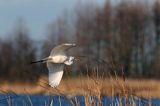 czapla biała, Casmerodius albus, Ardea alba, Egretta alba