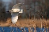 czapla biała, Casmerodius albus, Ardea alba, Egretta alba