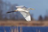 czapla biała, Casmerodius albus, Ardea alba, Egretta alba