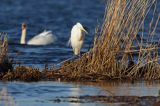 czapla biała, Casmerodius albus, Ardea alba, Egretta alba