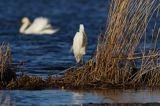 czapla biała, Casmerodius albus, Ardea alba, Egretta alba