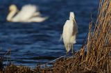 czapla biała, Casmerodius albus, Ardea alba, Egretta alba